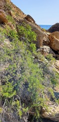 Nitraria billardierei