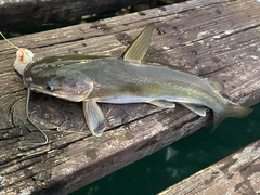 Higuchi's Sea Catfish photo 1