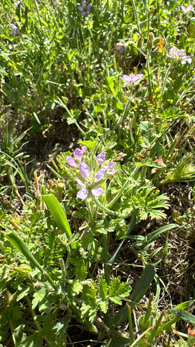 musk stork's-bill