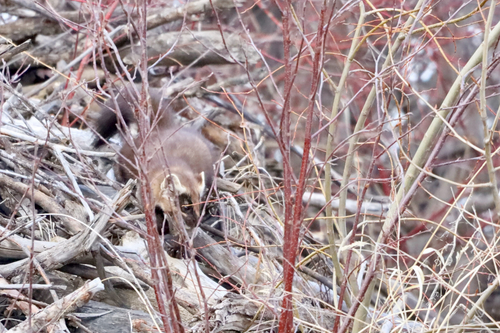 American Marten observed by andrew_yeadon