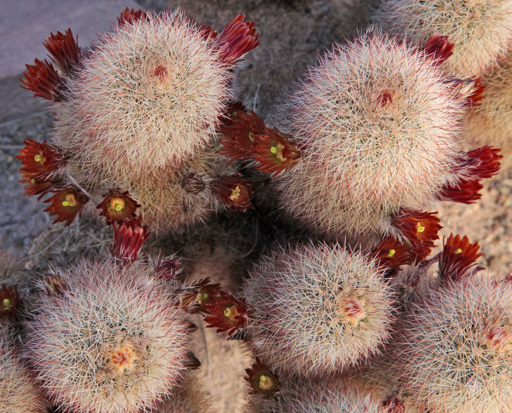 Russet Hedgehog Cactus (Echinocereus russanthus)  iNaturalist