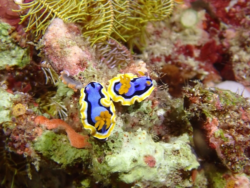 Chromodoris annae