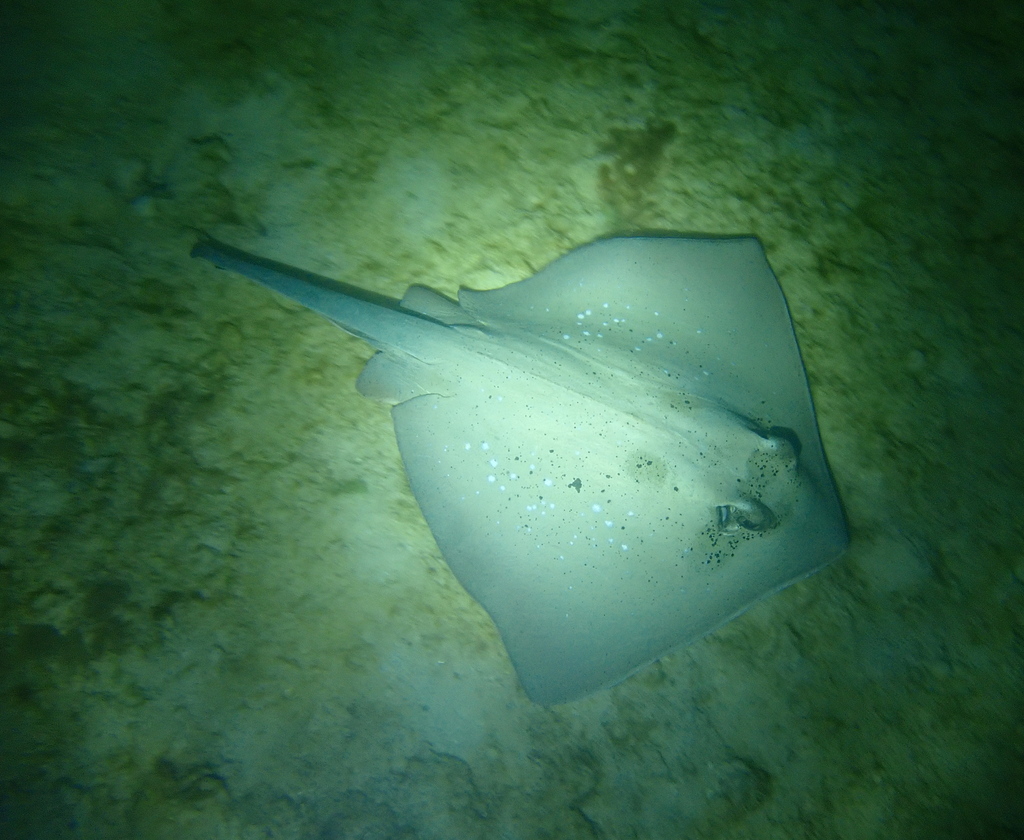 Neotrygon romeoi