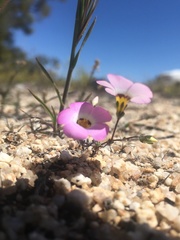 Linanthus bellus
