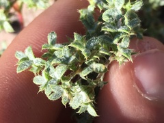 Chorizanthe corrugata