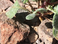Chorizanthe corrugata