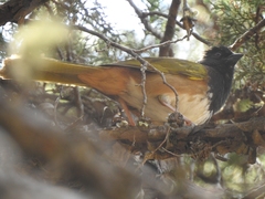 Pipilo maculatus × ocai