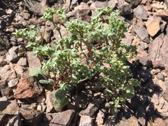 Chorizanthe corrugata