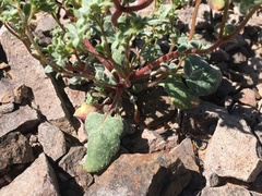 Chorizanthe corrugata