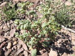 Chorizanthe corrugata