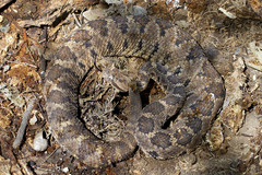 Crotalus enyo enyo