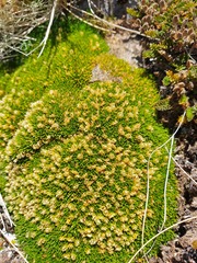 Colobanthus squarrosus squarrosus