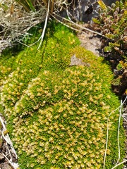 Colobanthus squarrosus squarrosus