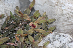 Epidendrum porpax