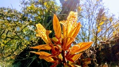 Columnea schiedeana