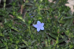 Glandora diffusa