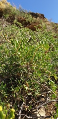 Nitraria billardierei