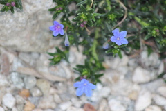 Glandora diffusa