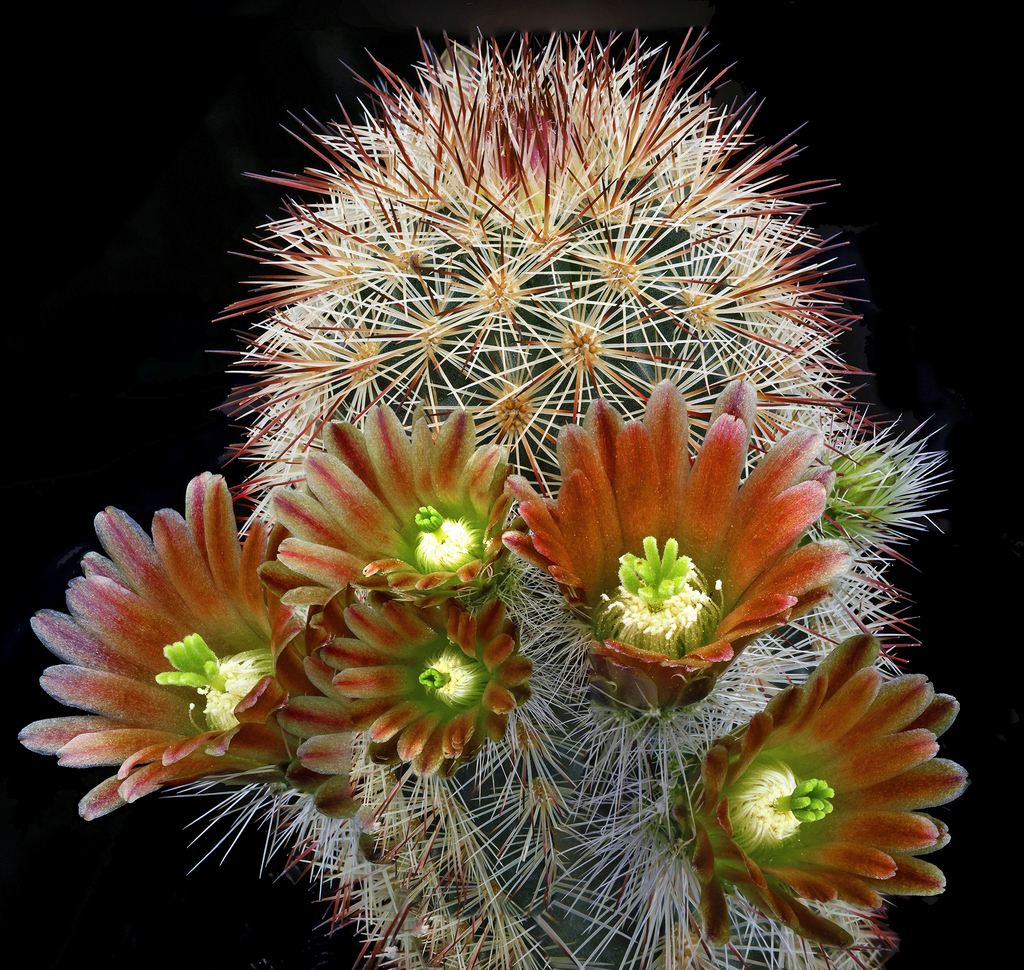 Russet Hedgehog Cactus