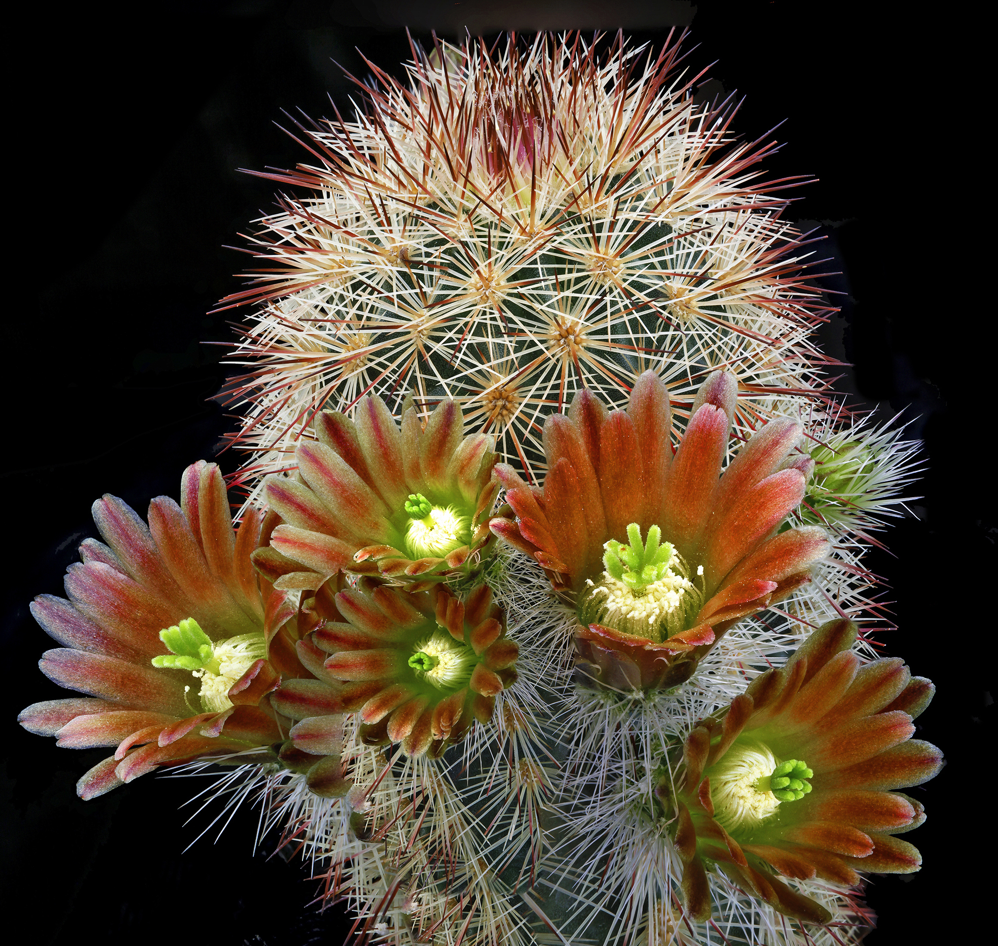 Russet Hedgehog Cactus (Echinocereus russanthus)  iNaturalist