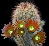 Russet Hedgehog Cactus - Photo (c) Richard Reynolds, some rights reserved (CC BY-NC), uploaded by Richard Reynolds