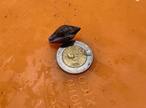 Columbella fuscata (Columbella fuscata)