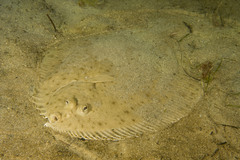 Longsnout Flounder