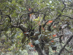 Prosthechea vitellina