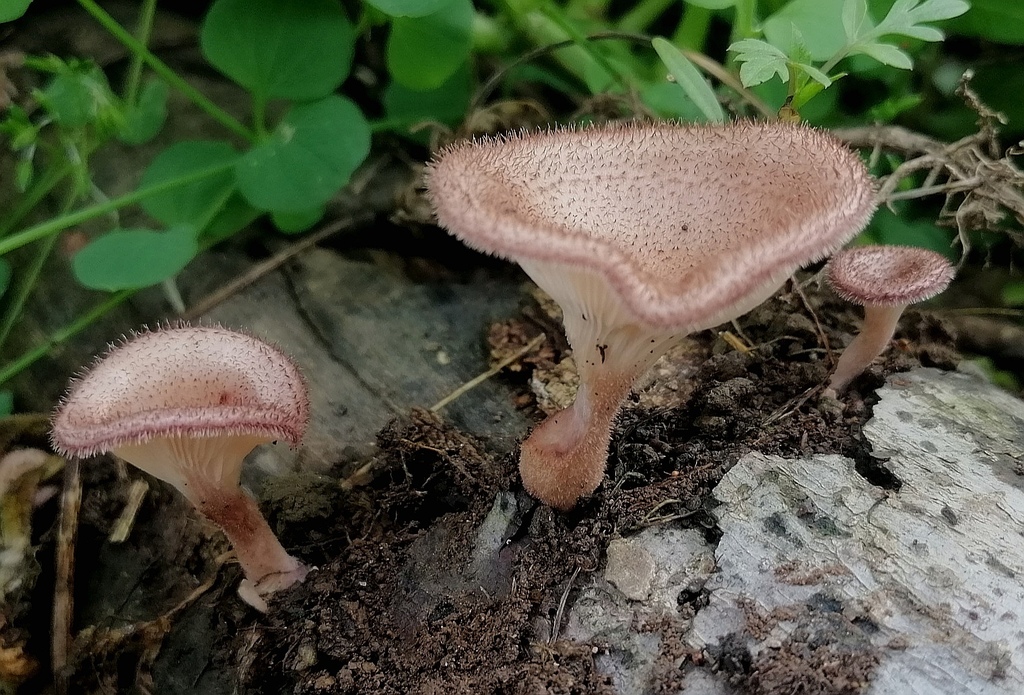 Panus strigellus · April 2020 · photo: © heimatlos (iNaturalist, cc0)