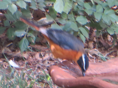 Cossypha semirufa