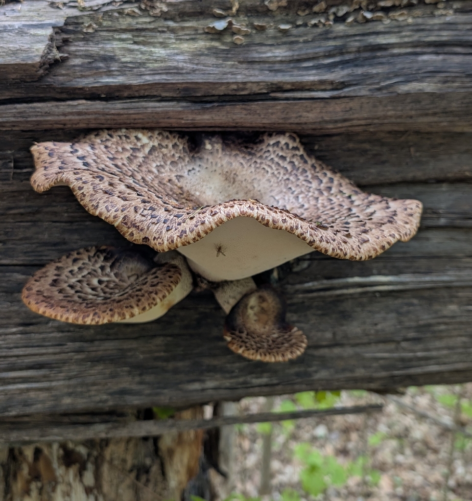 Dryad's Saddle · May 2026 · photo: Photo: (c) Alan Prather, some rights reserved (CC BY) · iNaturalist