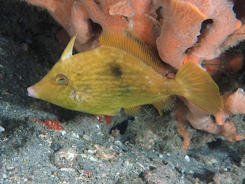 Stephanolepis setifer observed 2025-12-29