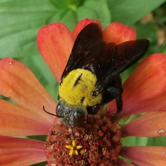 Xylocopa ruficornis