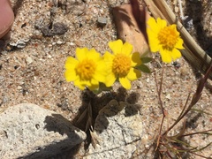 Eriophyllum wallacei