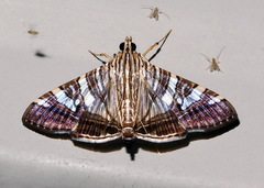 Glyphodes stolalis