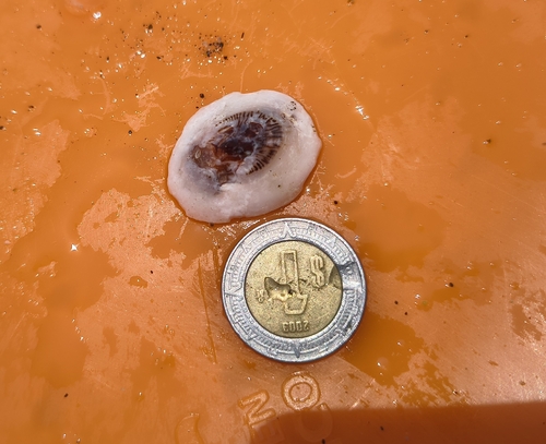 Discordant Limpet (Lottia discors)