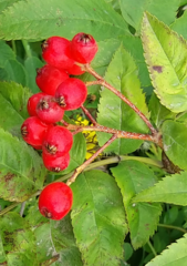 Sorbus sambucifolia