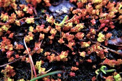 Crassula aquatica