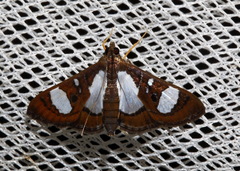 Glyphodes actorionalis