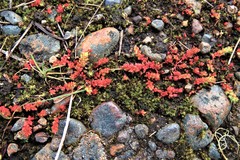Crassula aquatica