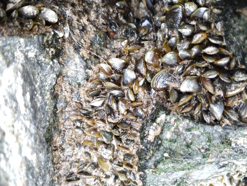 Limnoperna fortunei