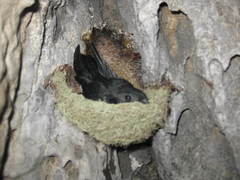Aerodramus salangana