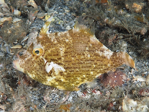Stephanolepis setifer observed 2025-12-29