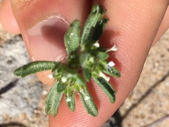 Ipomopsis polycladon