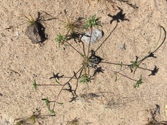 Ipomopsis polycladon