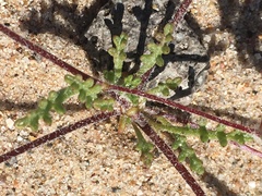 Ipomopsis polycladon