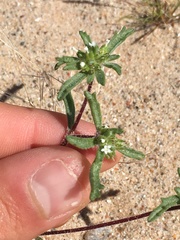 Ipomopsis polycladon