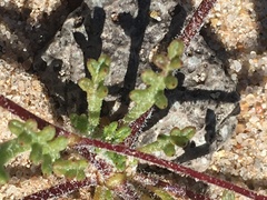 Ipomopsis polycladon