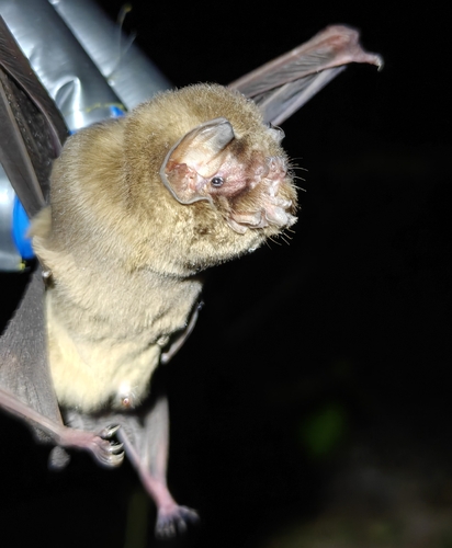 Ghost-faced Bat