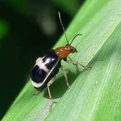 Gynandrobrotica caviceps